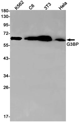 G3BP Rabbit Monoclonal Antibody