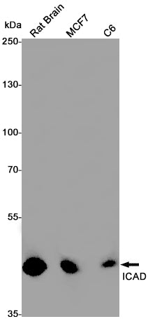 ICAD Rabbit Monoclonal Antibody