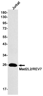 MAD2L2 Rabbit Monoclonal Antibody