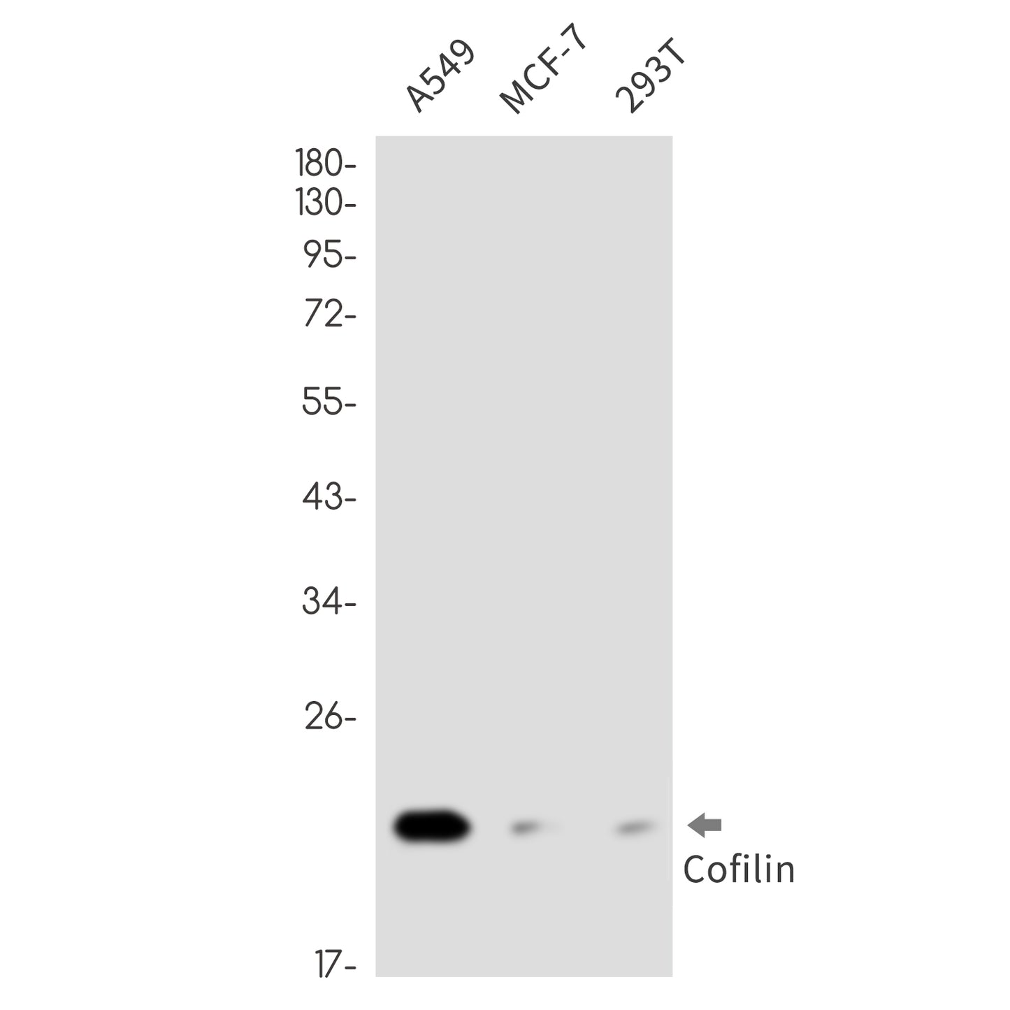 Cofilin Rabbit Monoclonal Antibody