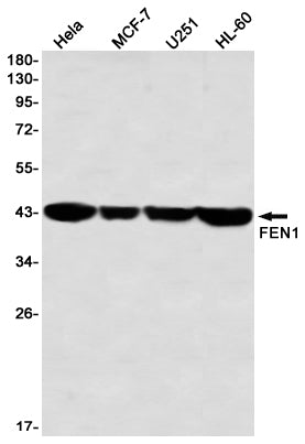 FEN1 Rabbit Monoclonal Antibody