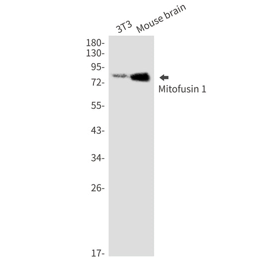 Mitofusin 1 Rabbit Monoclonal Antibody