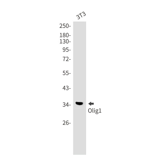Olig1 Rabbit Monoclonal Antibody