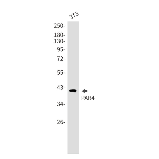 PAR4 Rabbit Monoclonal Antibody
