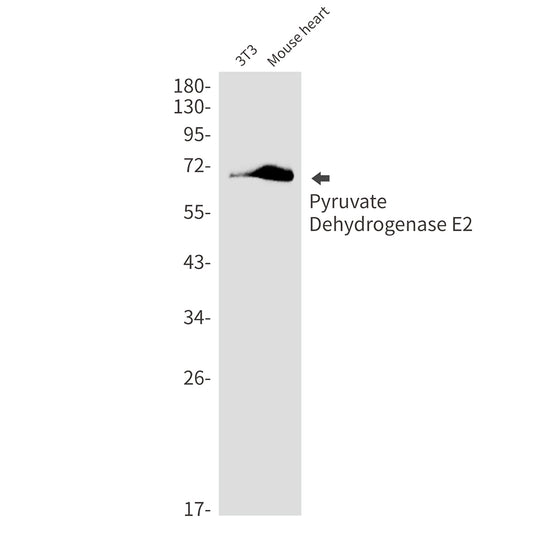 Pyruvate Dehydrogenase E2 Rabbit Monoclonal Antibody