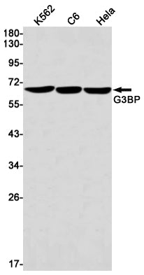 G3BP Rabbit Monoclonal Antibody
