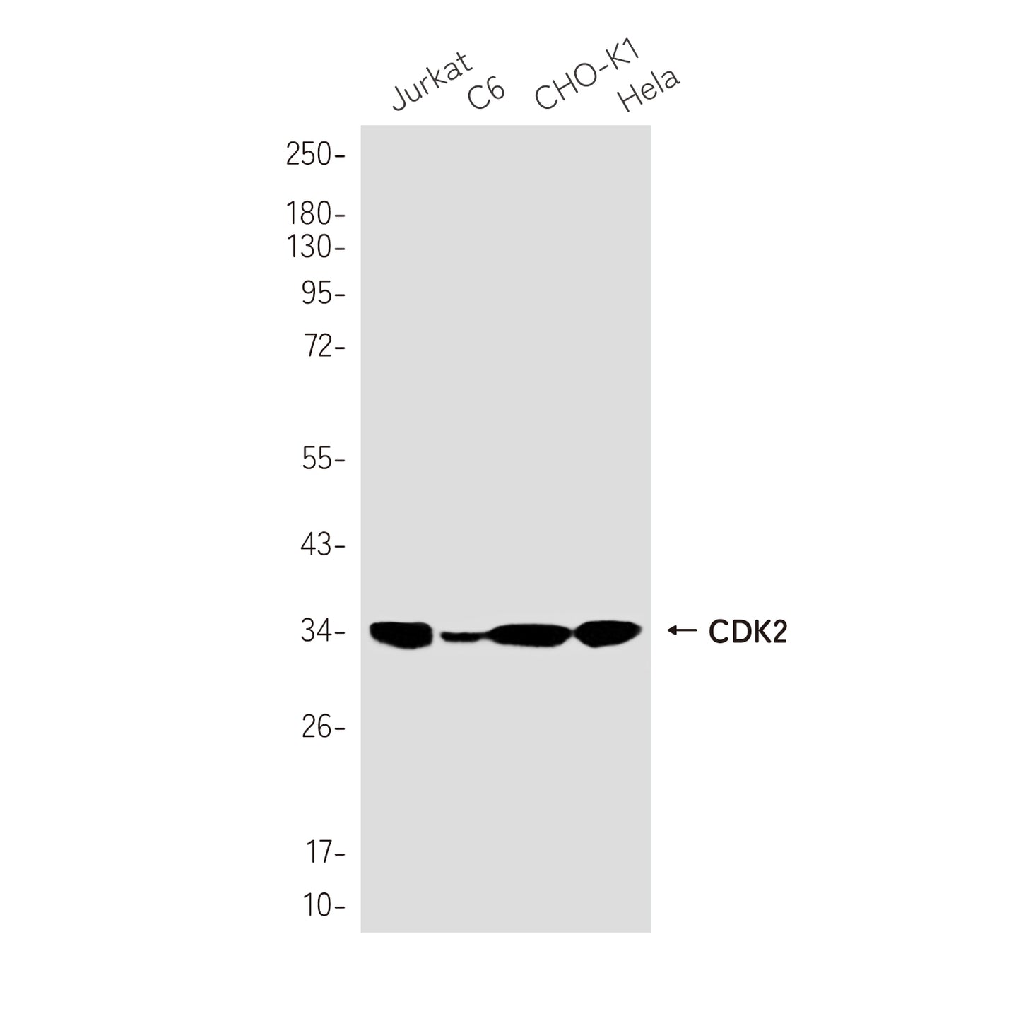 CDK2 Rabbit Monoclonal Antibody