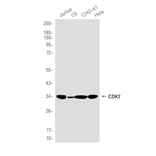 CDK2 Rabbit Monoclonal Antibody