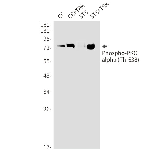 Phospho-PKC alpha (Thr638) Rabbit Monoclonal Antibody