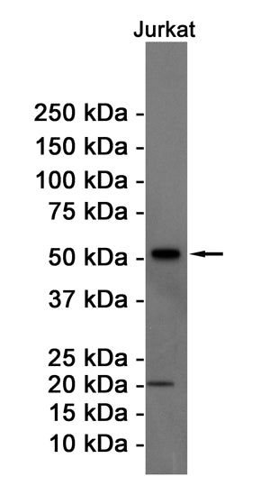 Cyclin B1 Rabbit Monoclonal Antibody
