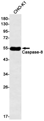 Caspase 8 Rabbit Monoclonal Antibody