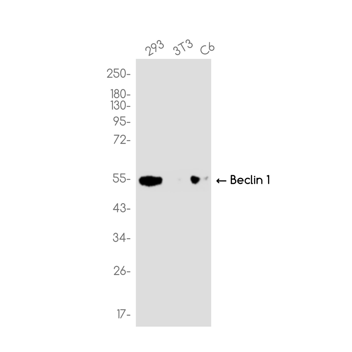 Beclin 1 Rabbit Monoclonal Antibody