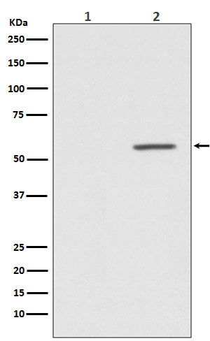 Phospho-AKT1 (S124) (4J11) Rabbit Monoclonal Antibody