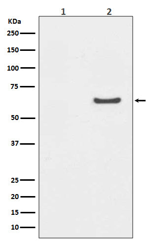 Phospho-AKT1 (S129) (16F6) Rabbit Monoclonal Antibody