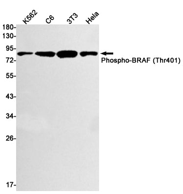 Phospho-B Raf (T401) (6C16) Rabbit Monoclonal Antibody