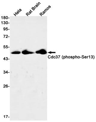 Phospho-CDC37 (S13) (15P11) Rabbit Monoclonal Antibody