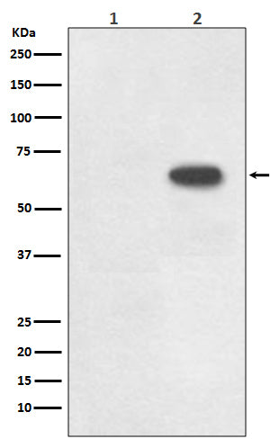 Phospho-Cdc6 (S54) (13Q19) Rabbit Monoclonal Antibody
