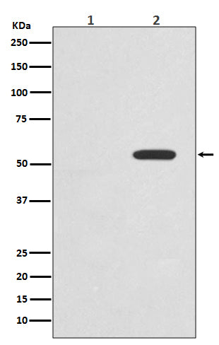 Phospho-c-Myc (T58) (1A2) Rabbit Monoclonal Antibody