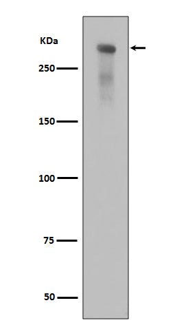 Phospho-DNA PKcs (S2056) (5N13) Rabbit Monoclonal Antibody