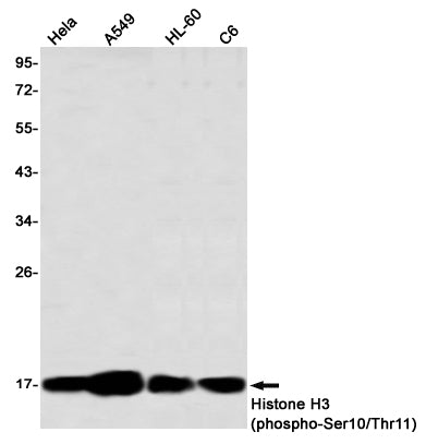 Phospho-Histone H3 (Ser10/Thr11) (17B15) Rabbit Monoclonal Antibody