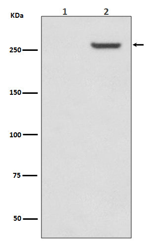 Phospho-mTOR (S2481) (4Y3) Rabbit Monoclonal Antibody
