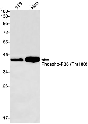 Phospho-p38 (T180) (2N7) Rabbit Monoclonal Antibody