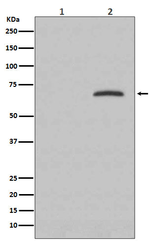 Phospho-Paxillin (Y118) (19J11) Rabbit Monoclonal Antibody