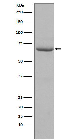 Phospho-PKR (T446) (4N9) Rabbit Monoclonal Antibody