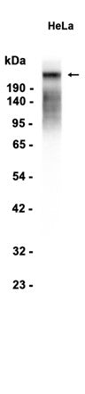 Phospho-POLR2A (S2) (1B7) Rabbit Monoclonal Antibody