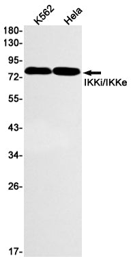 Phospho-Src (Y419) (9I12) Rabbit Monoclonal Antibody