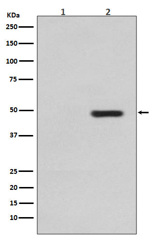Phospho-Tau (T231) (10X15) Rabbit Monoclonal Antibody