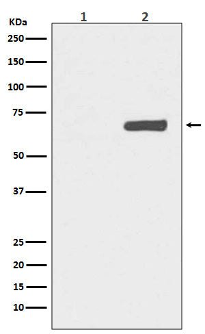 Phospho-YAP1 (S127) (14M14) Rabbit Monoclonal Antibody