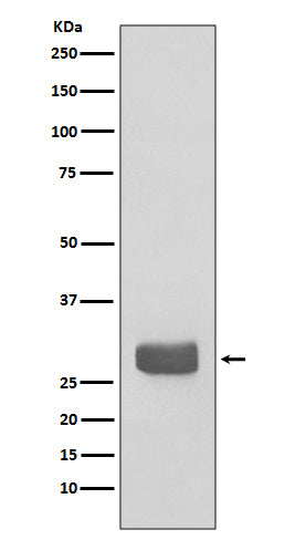14-3-3 epsilon (1W4) Rabbit Monoclonal Antibody