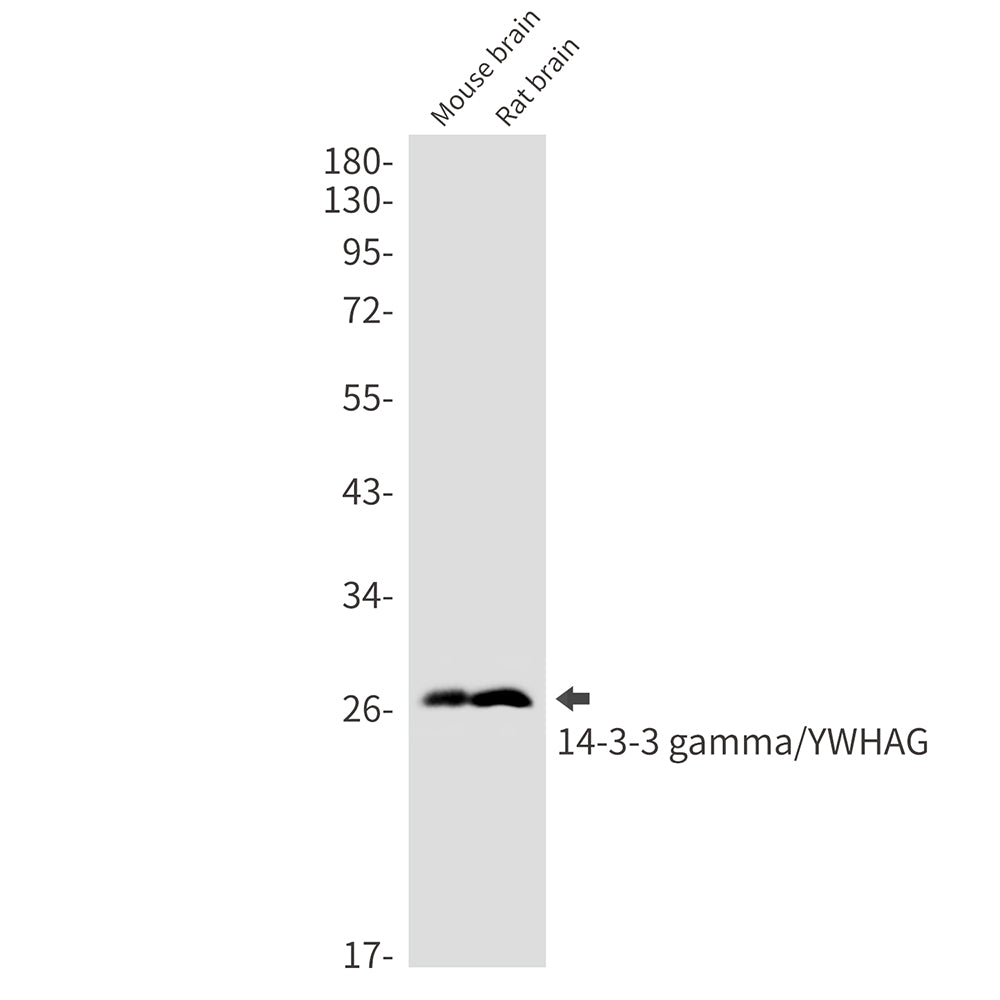 14-3-3 gamma (13M6) Rabbit Monoclonal Antibody