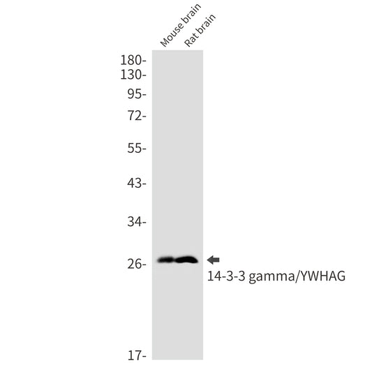 14-3-3 gamma (13M6) Rabbit Monoclonal Antibody