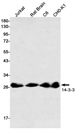 41701(11H8) Rabbit Monoclonal Antibody