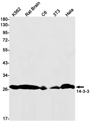41701(4B11) Rabbit Monoclonal Antibody