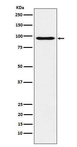 45566(10K8) Rabbit Monoclonal Antibody