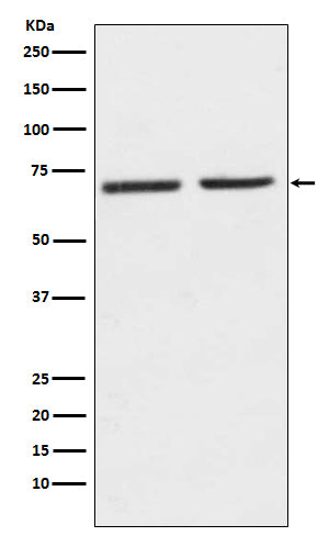 5HT2C Receptor (7F8) Rabbit Monoclonal Antibody