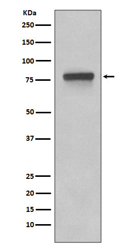 5T4 (9W4) Rabbit Monoclonal Antibody