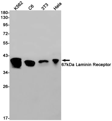 67kDa Laminin Receptor (10T12) Rabbit Monoclonal Antibody
