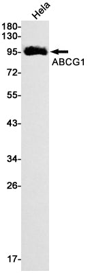 ABCG1 (9S10) Rabbit Monoclonal Antibody