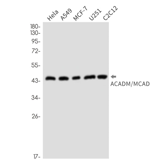 ACADM (7K9) Rabbit Monoclonal Antibody