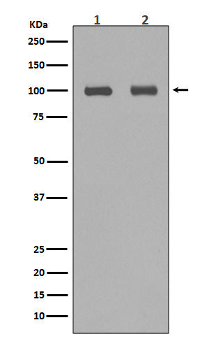 Aconitase 1 (7U6) Rabbit Monoclonal Antibody