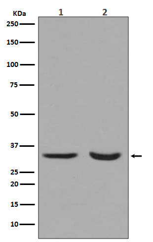 active + pro Caspase 3   (3L14) Rabbit Monoclonal Antibody