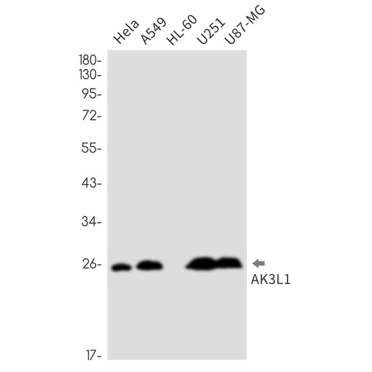 Adenylate kinase 4 (14Y15) Rabbit Monoclonal Antibody