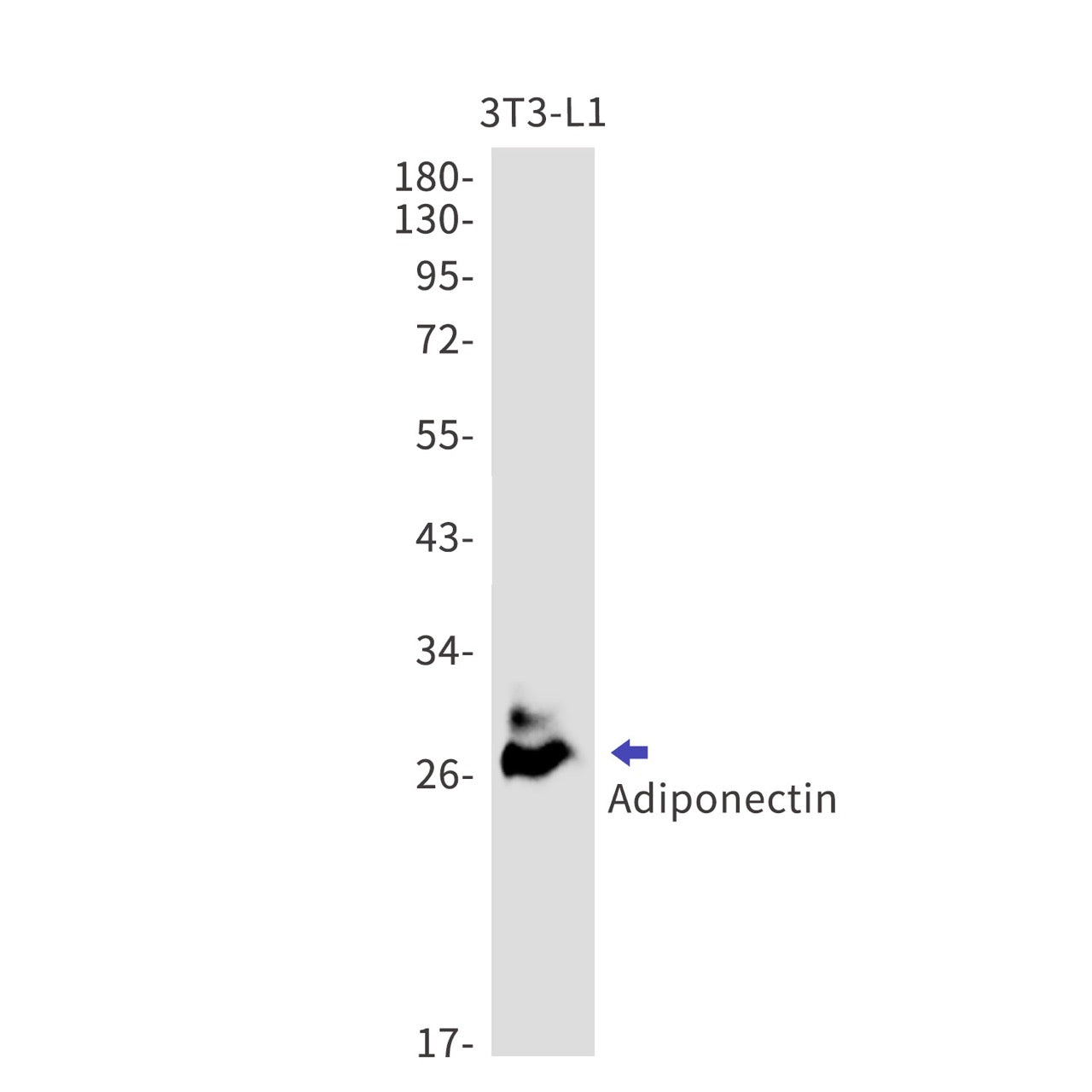 Adiponectin (11Y8) Rabbit Monoclonal Antibody