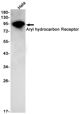 AhR (3U15) Rabbit Monoclonal Antibody