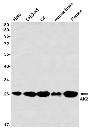 AK2 (2F12) Rabbit Monoclonal Antibody