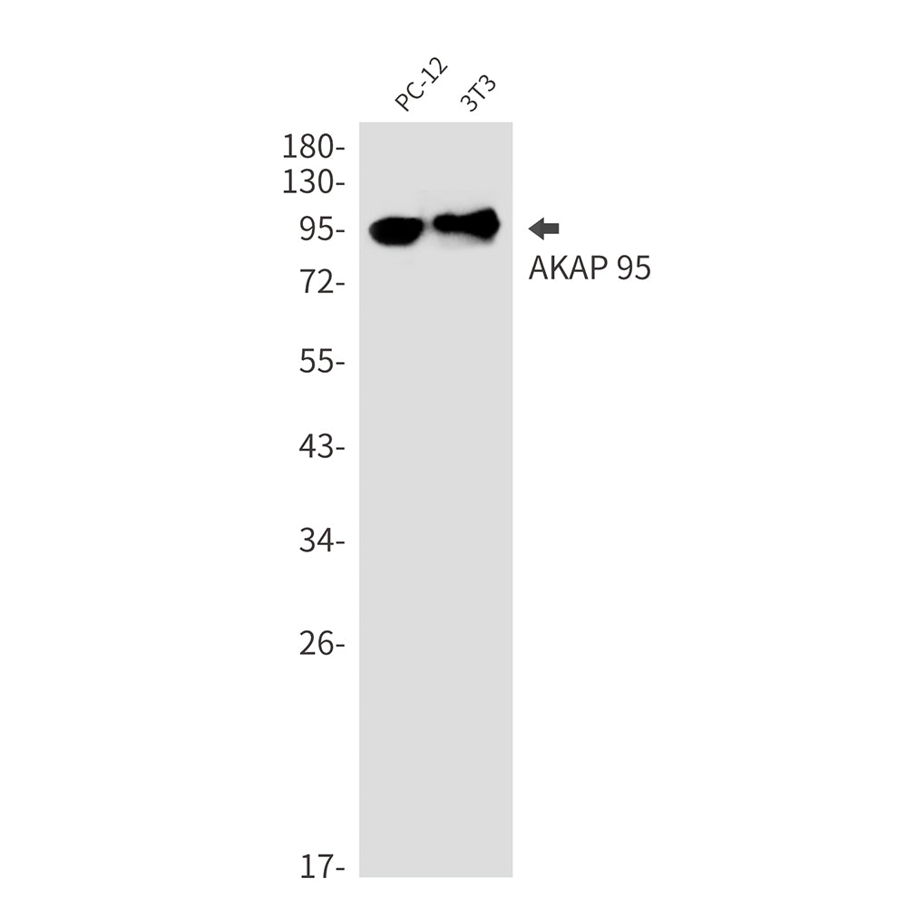 AKAP 95 (12E14) Rabbit Monoclonal Antibody